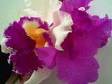 flower.bmp image by bLoNdBoMbsHeII16