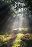 glade2